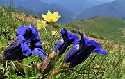 05  Genziana di Koch (Gentiana Kochiana) con Pulsatilla alpina sulfurea